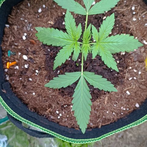 Hulkberry #1 growlog timeline photo