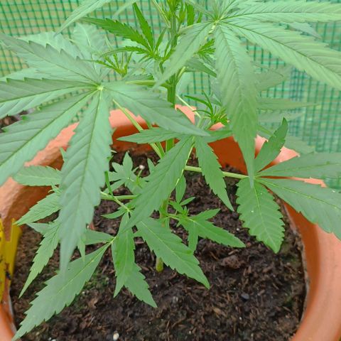 Titan #1 growlog timeline photo