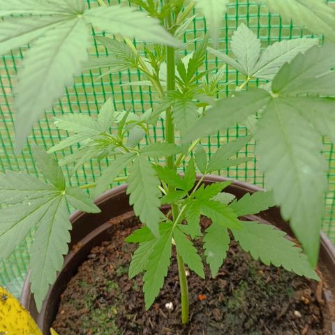 Quick One growlog timeline photo