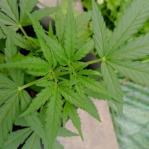 Orion F1  growlog timeline photo