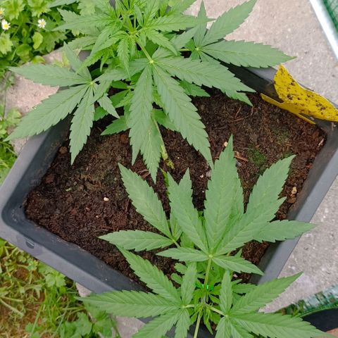 Orion F1  growlog timeline photo