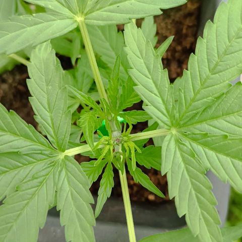 Orion F1  growlog timeline photo