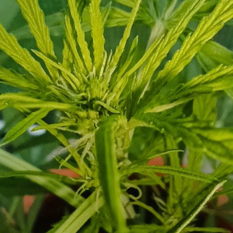 Titan #1 growlog timeline photo