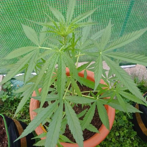 Titan #1 growlog timeline photo