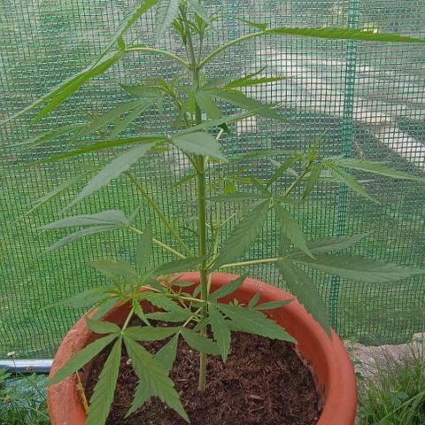 Titan #1 growlog timeline photo