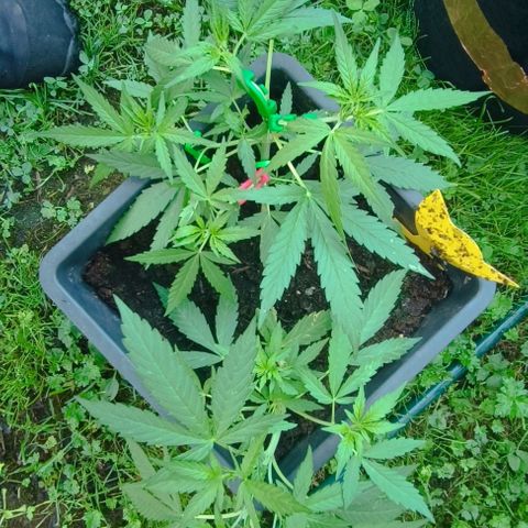 Orion F1  growlog timeline photo