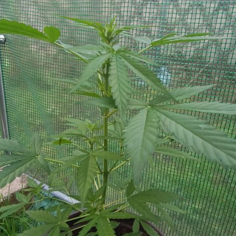 Quick One growlog timeline photo