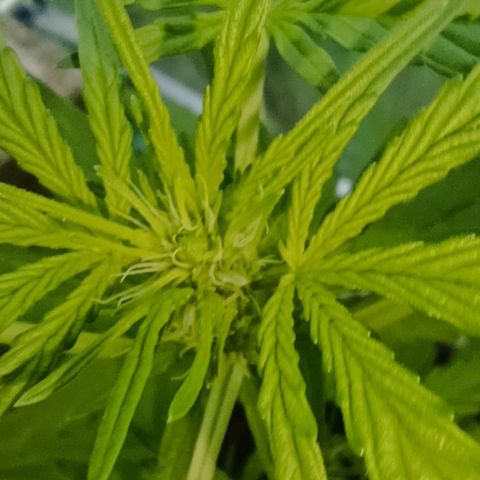 Quick One growlog timeline photo