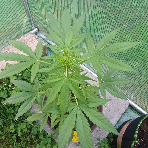 Quick One growlog timeline photo
