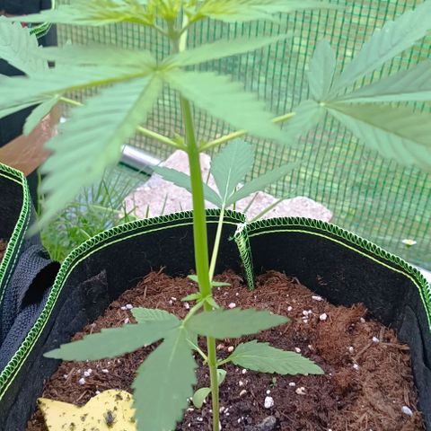Green Gelato #2 growlog timeline photo
