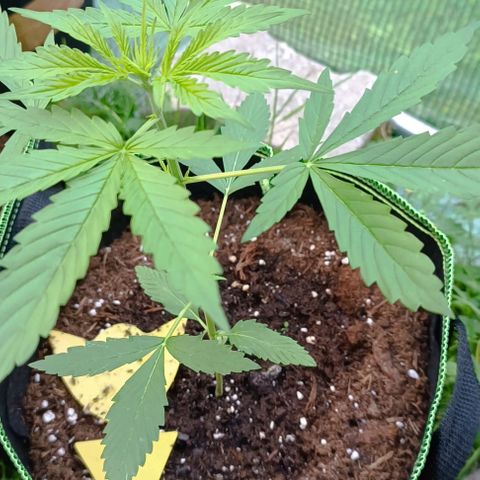Green Gelato #2 growlog timeline photo