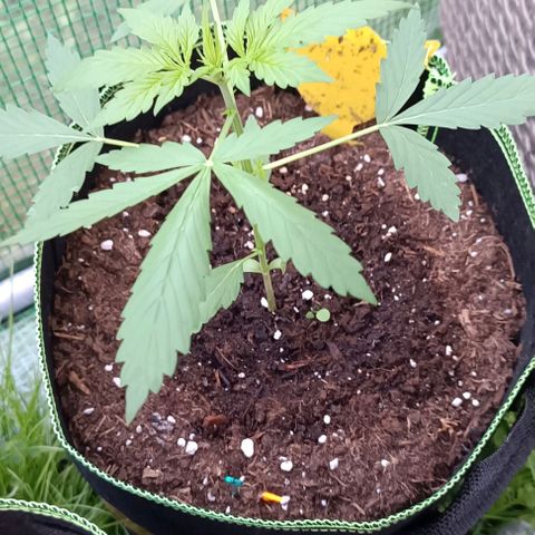 Hulkberry #1 growlog timeline photo