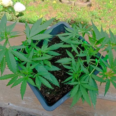 Orion F1  growlog timeline photo