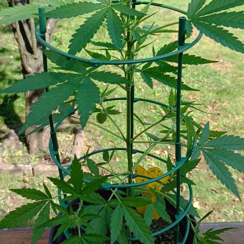 Quick One growlog timeline photo