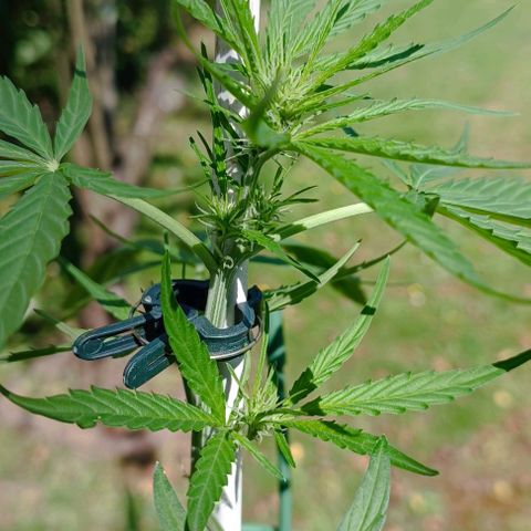 Titan #1 growlog timeline photo