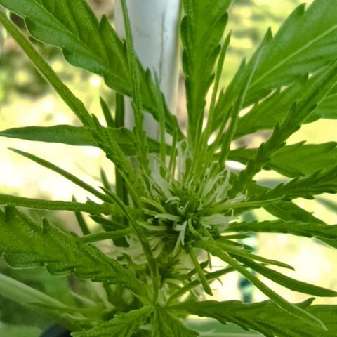 Titan #1 growlog timeline photo