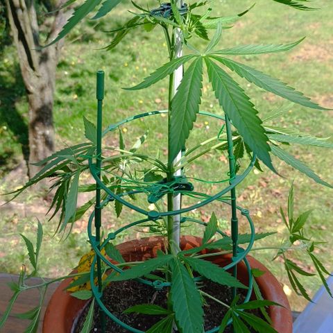 Titan #1 growlog timeline photo