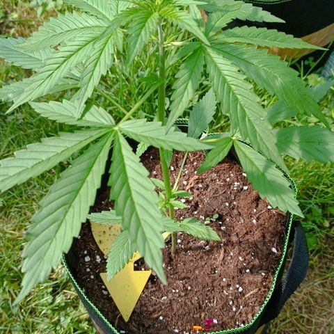 Green Gelato #2 growlog timeline photo