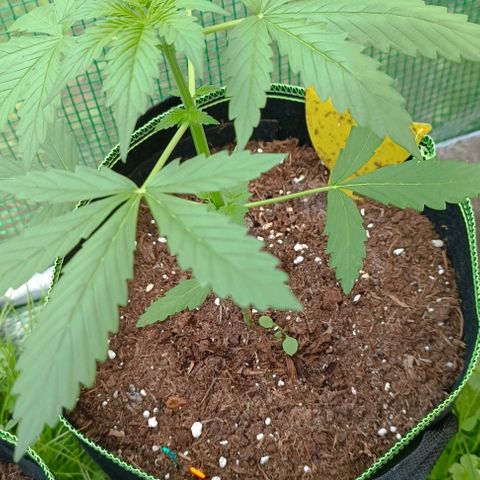 Hulkberry #1 growlog timeline photo