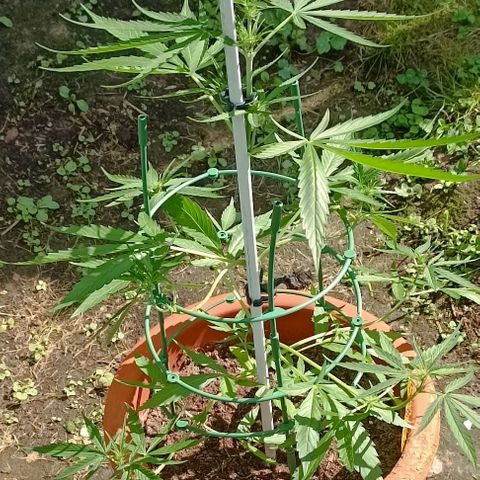 Titan #1 growlog timeline photo