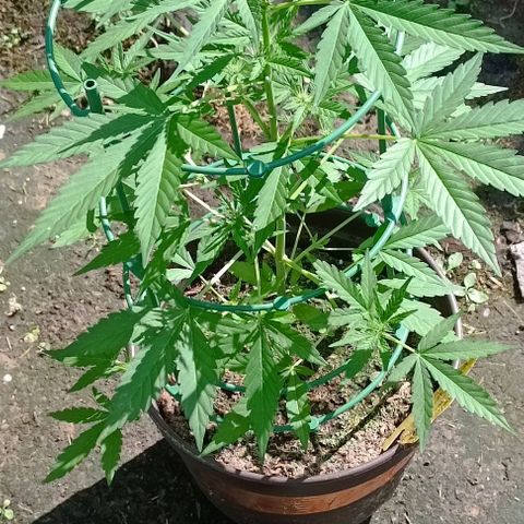 Quick One growlog timeline photo
