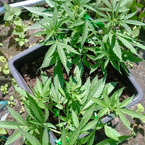 Orion F1  growlog timeline photo