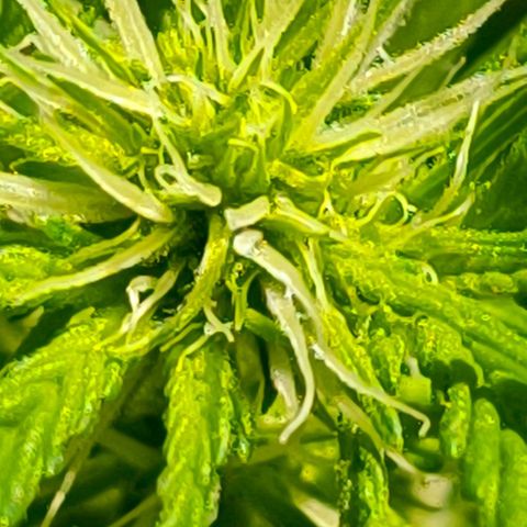 Quick One growlog timeline photo