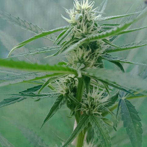 Titan #1 growlog timeline photo