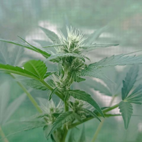 Quick One growlog timeline photo
