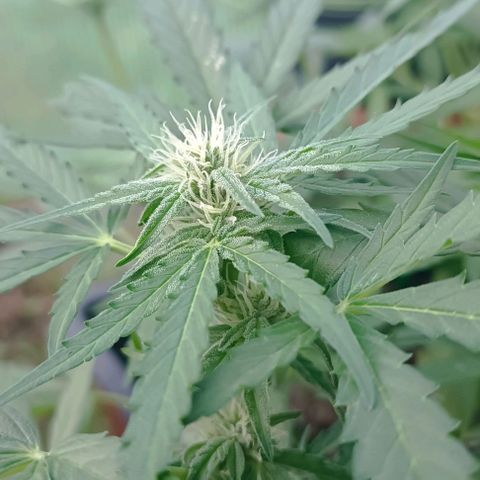 Orion F1  growlog timeline photo