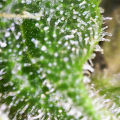 Titan #1 growlog timeline photo