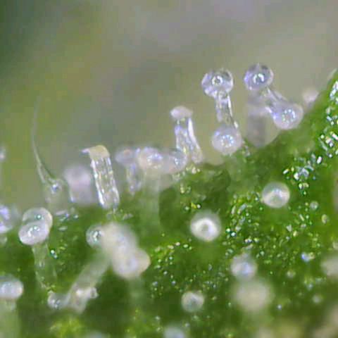 Titan #1 growlog timeline photo