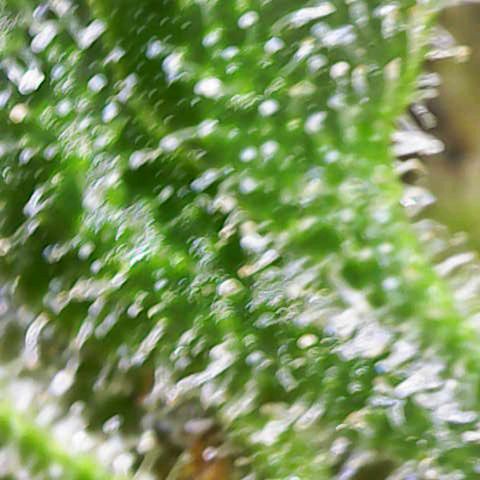 Titan #1 growlog timeline photo