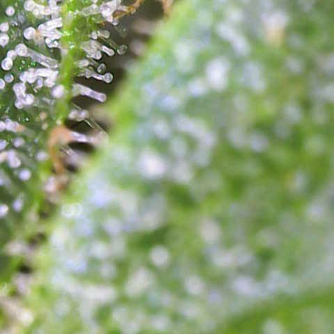 Titan #1 growlog timeline photo