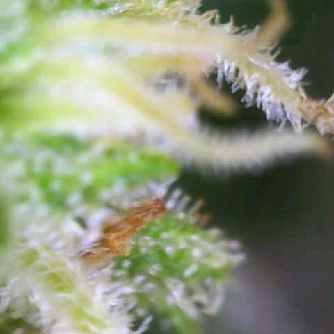 Titan #1 growlog timeline photo