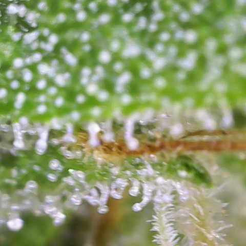 Titan #1 growlog timeline photo