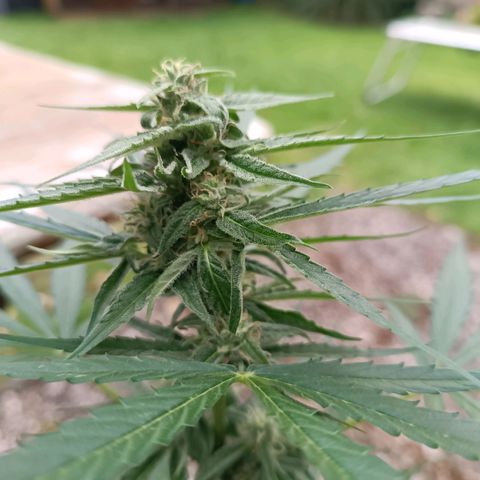 Titan #1 growlog timeline photo