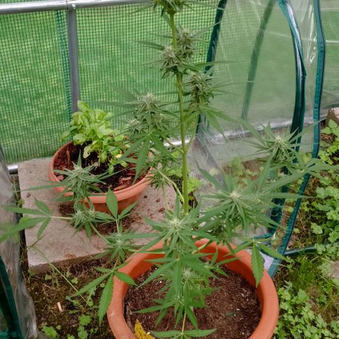 Titan #1 growlog timeline photo