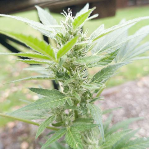Quick One growlog timeline photo