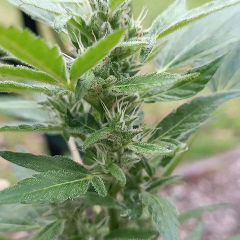 Quick One growlog timeline photo