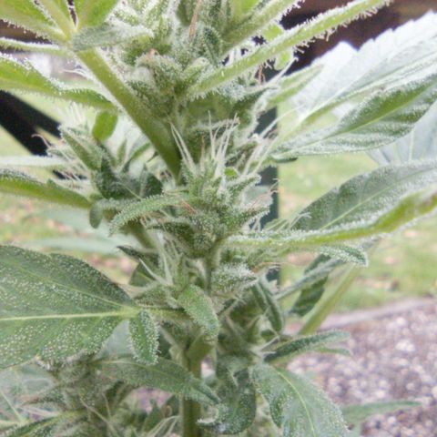 Quick One growlog timeline photo