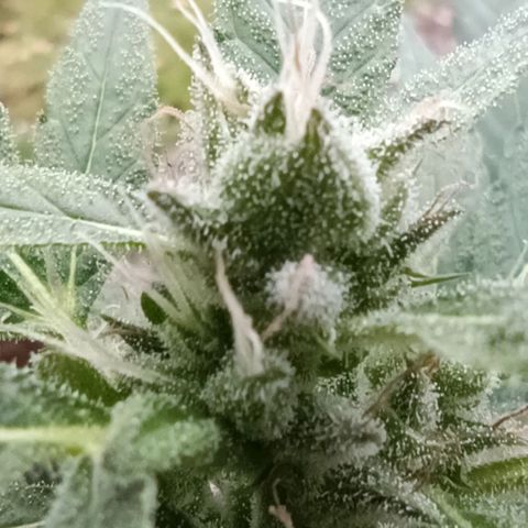 Quick One growlog timeline photo