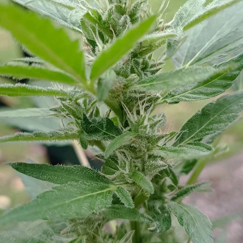 Quick One growlog timeline photo
