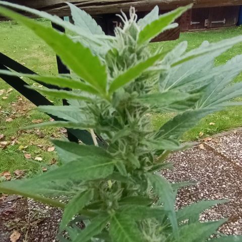 Quick One growlog timeline photo