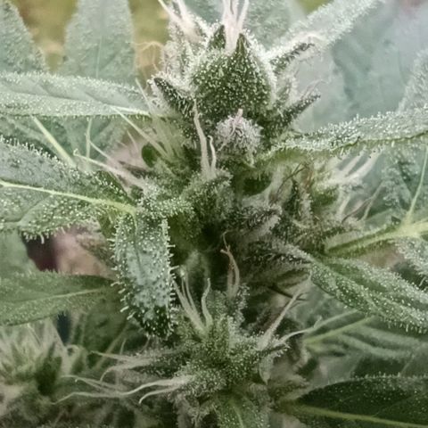 Quick One growlog timeline photo