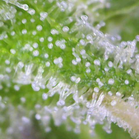 Quick One growlog timeline photo