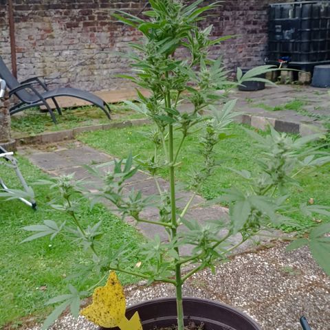 Quick One growlog timeline photo