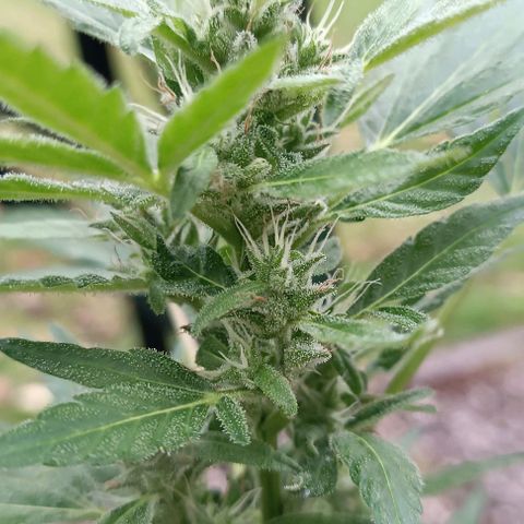 Quick One growlog timeline photo