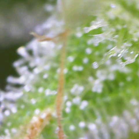 Quick One growlog timeline photo