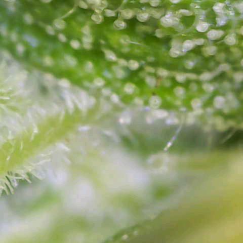 Orion F1  growlog timeline photo